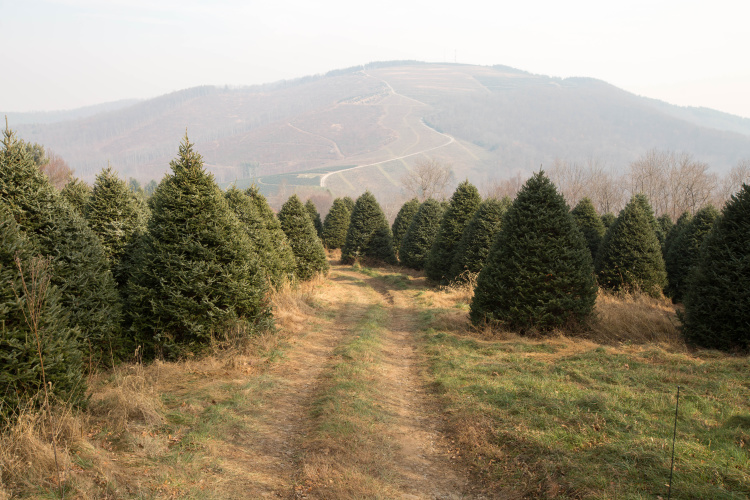 NC Christmas trees