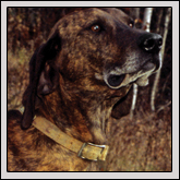 What Is The Plott Hound?: NORTH CAROLINA’S STATE DOG