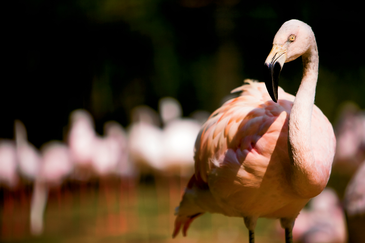 Flamingos at Sylvan Heights Bird Park