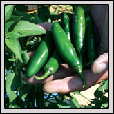 Water from ponds keep the pepper plants on Danny McConnell’s farm healthy to produce high yields.
